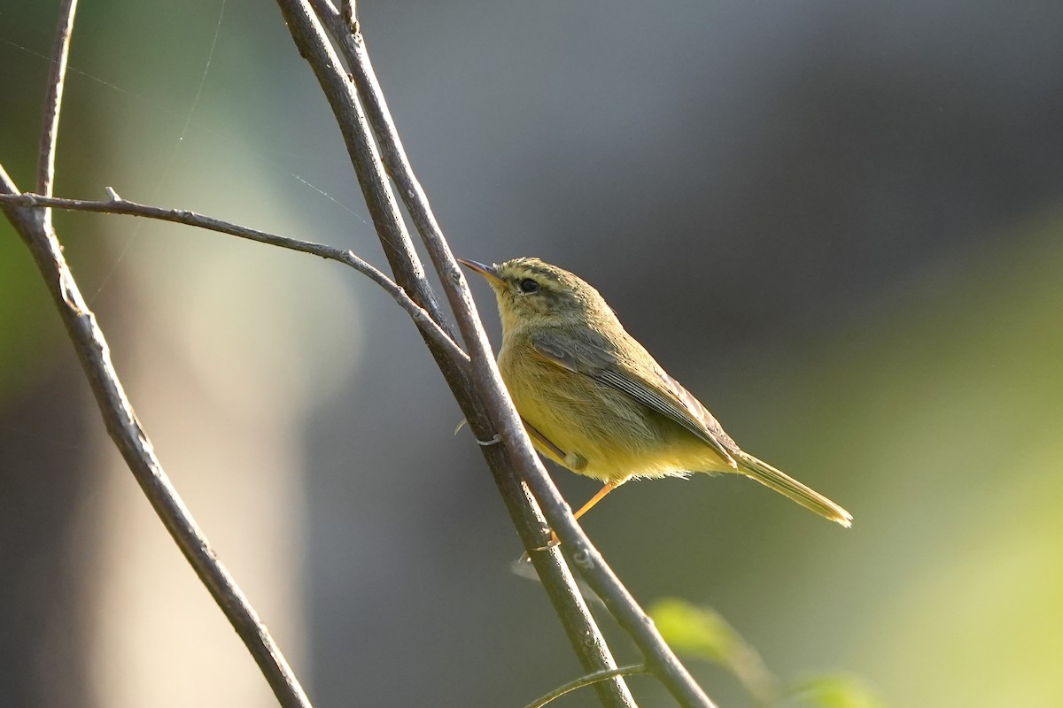 Buff-throated Warbler - ML614055857