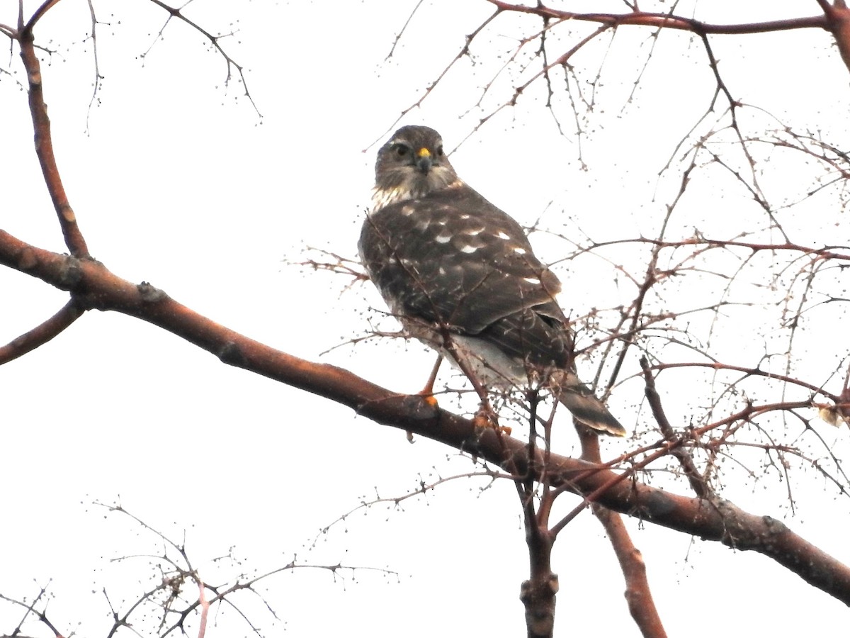 Sharp-shinned Hawk - Steve Ruscito