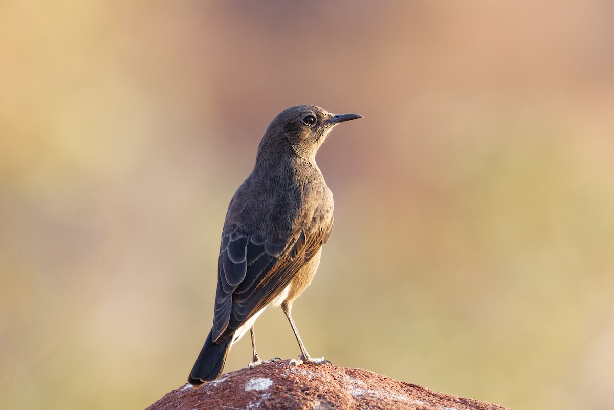 Mountain Wheatear - ML614055873