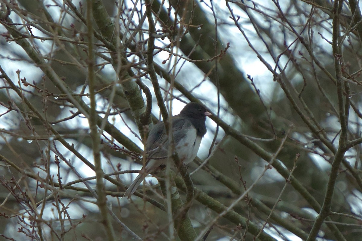Dark-eyed Junco (cismontanus) - ML614055875