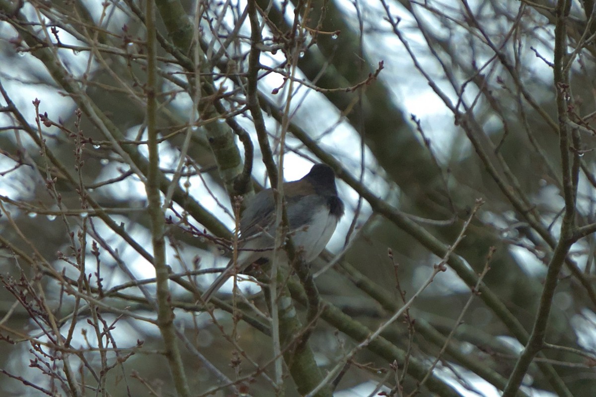 Dark-eyed Junco (cismontanus) - ML614055877