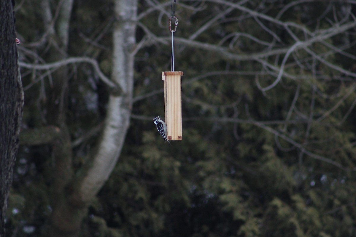 Downy Woodpecker - ML614055890