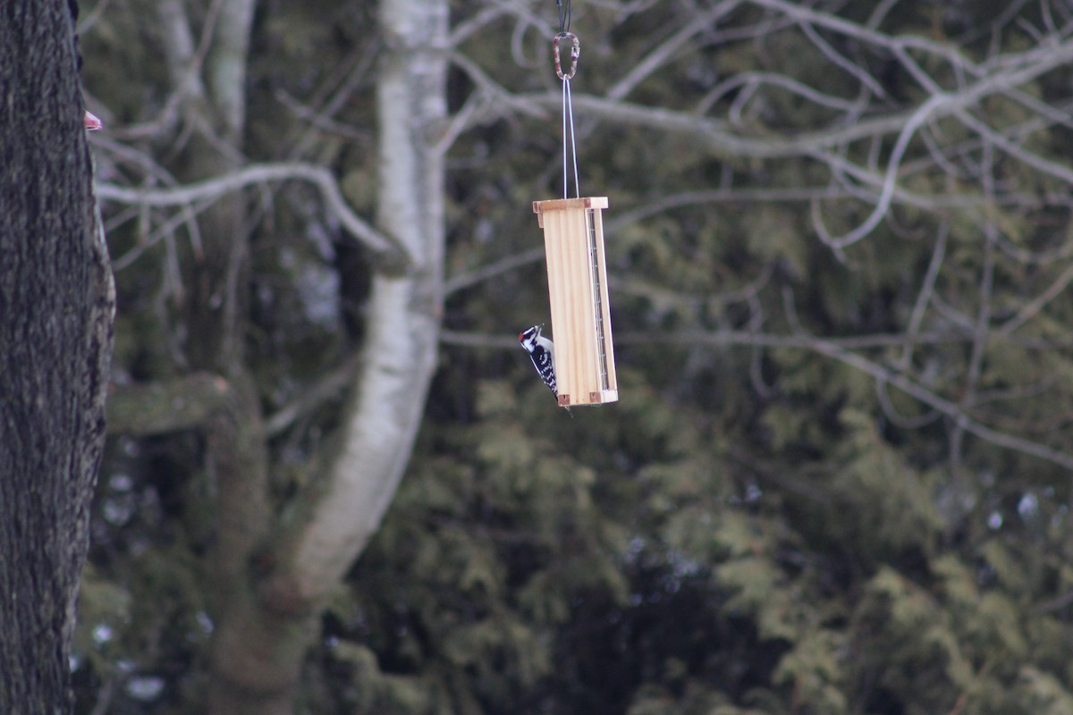 Downy Woodpecker - ML614055908