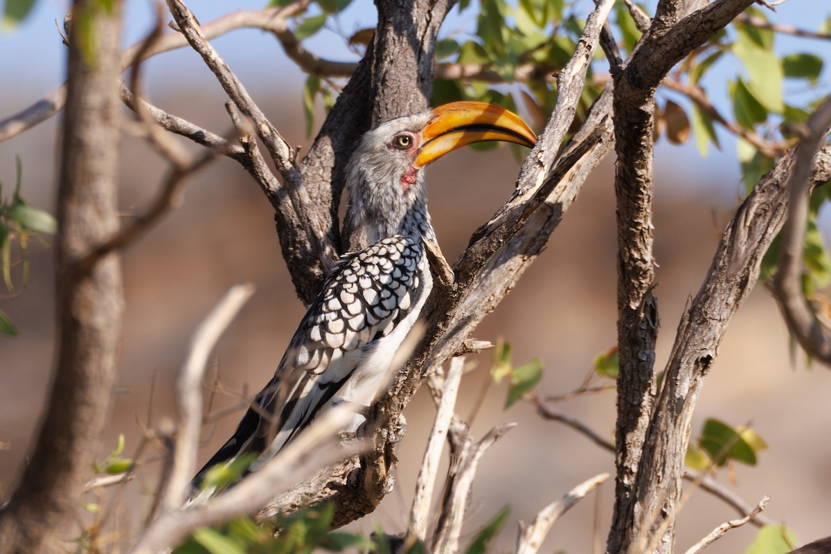 Southern Yellow-billed Hornbill - ML614055948