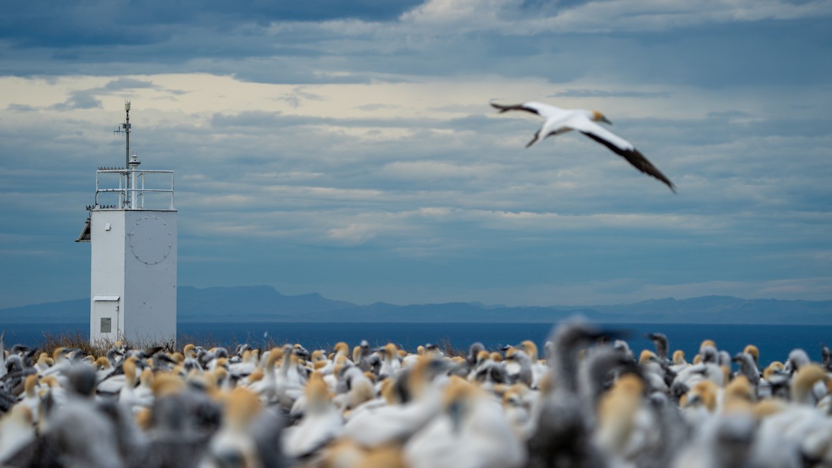 Australasian Gannet - Javier Cotin