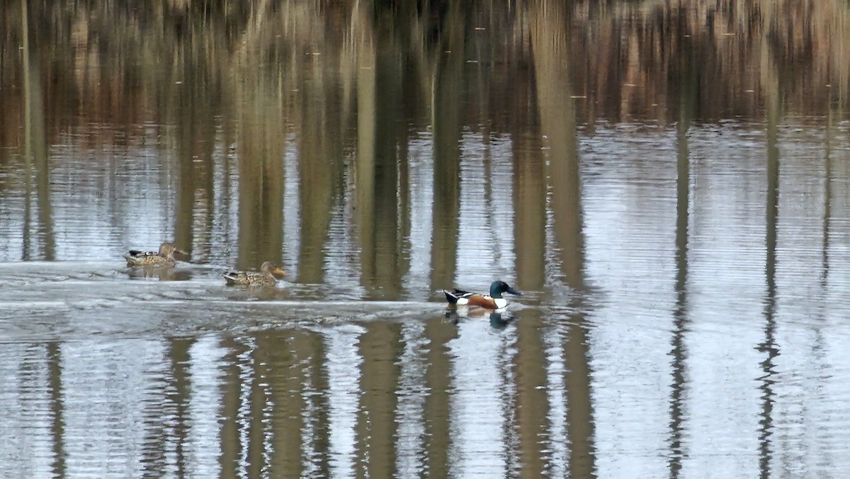 Northern Shoveler - ML614056082