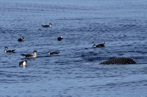 Great Shearwater - ML614056184