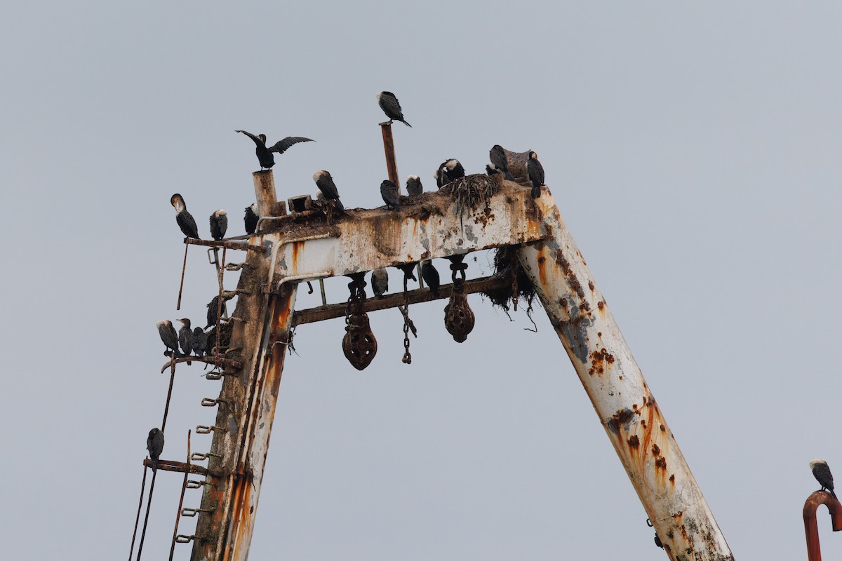 Great Cormorant (White-breasted) - ML614056190