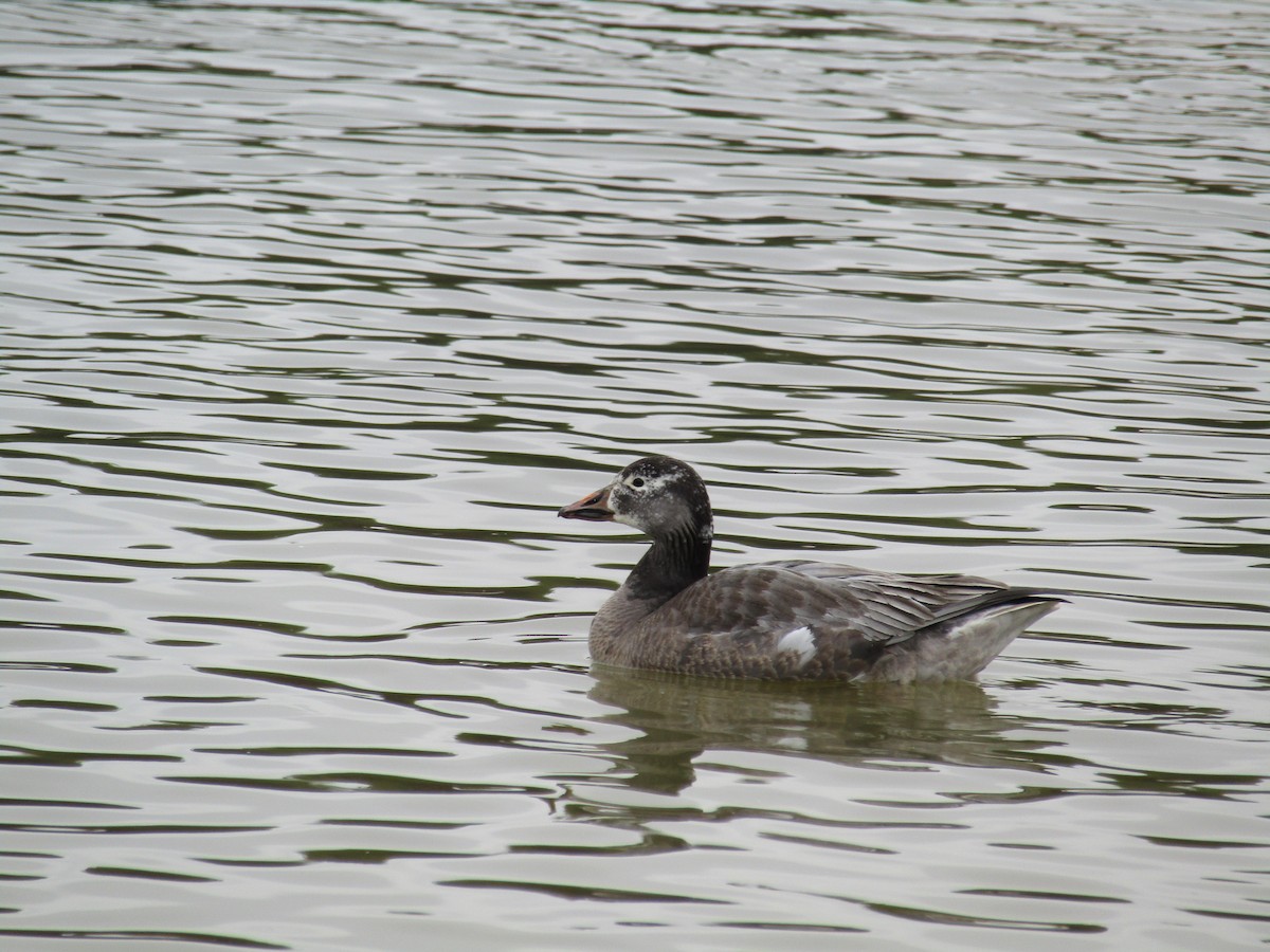 Snow Goose - ML614056231