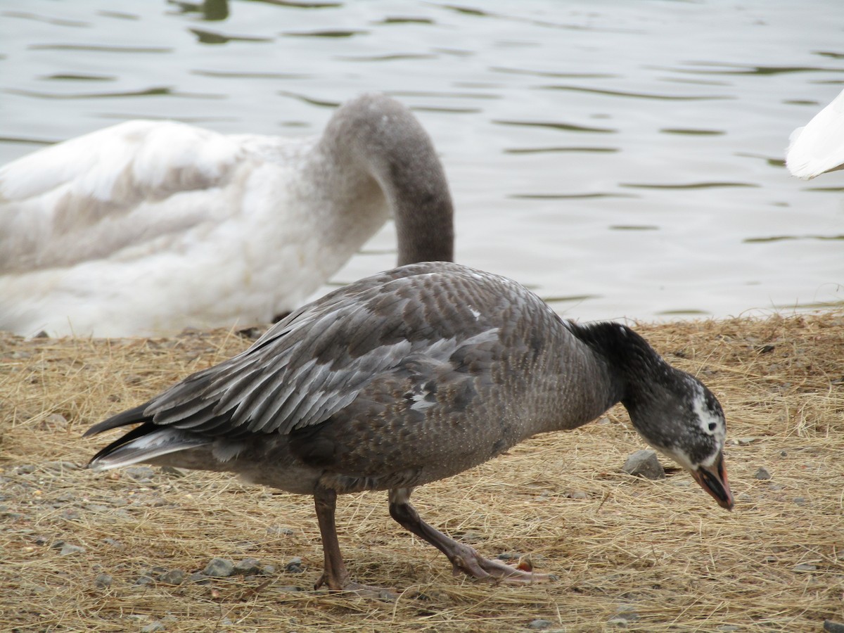 Snow Goose - ML614056232