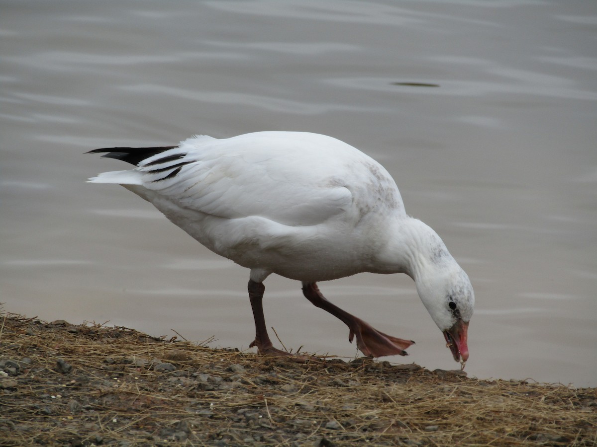 Ross's Goose - ML614056250