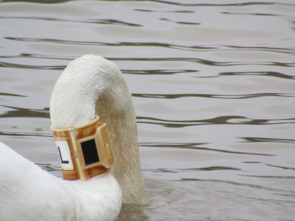 Trumpeter Swan - ML614056274