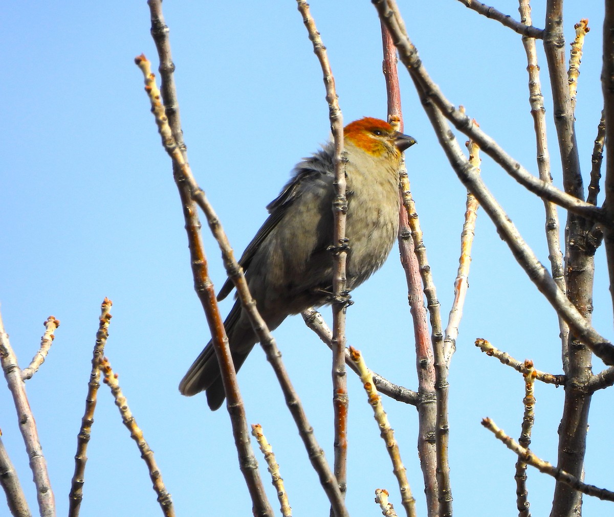 Pine Grosbeak - ML614056276