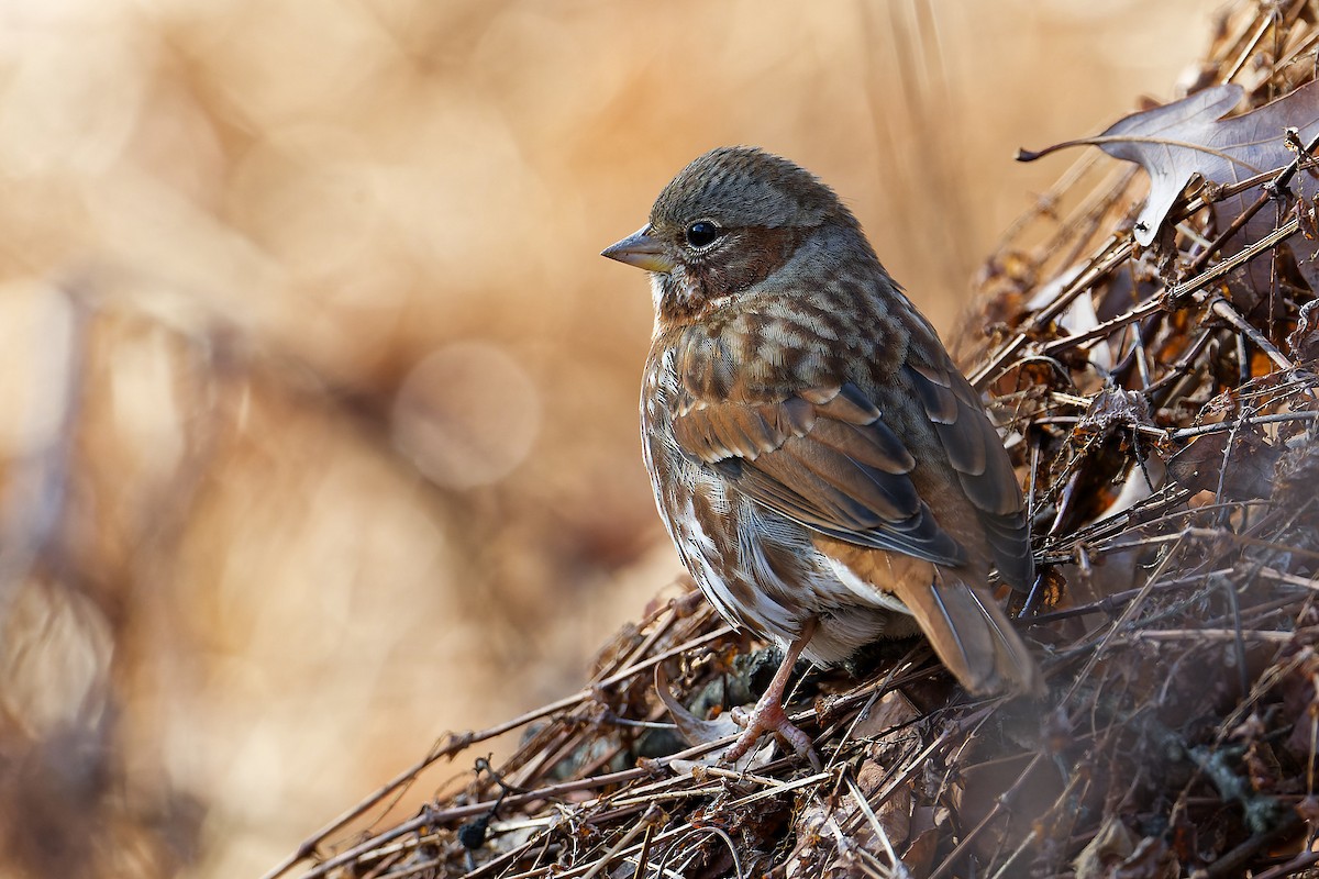 Fox Sparrow - ML614056321