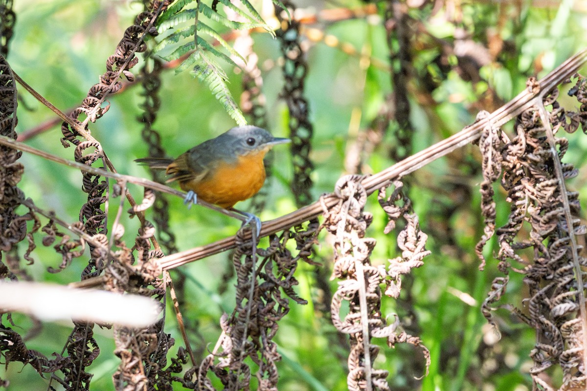 Parker's Antbird - ML614056344