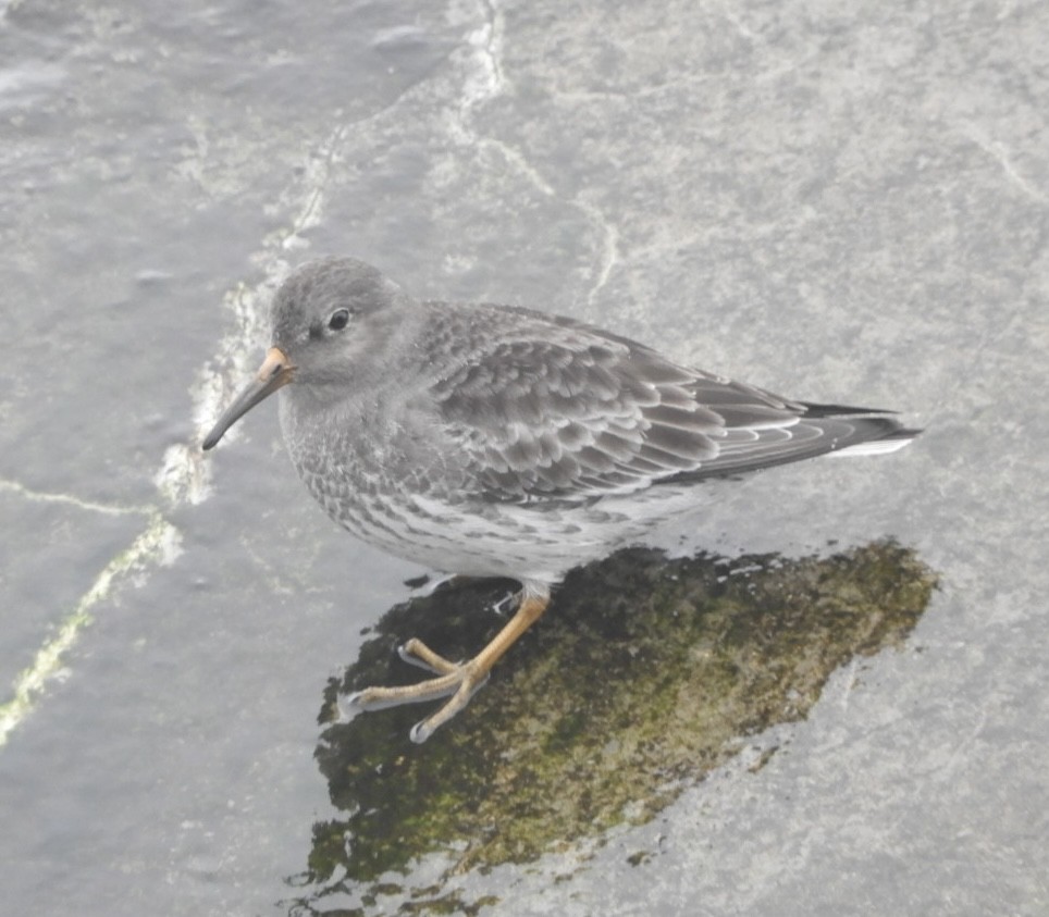 Purple Sandpiper - ML614056350