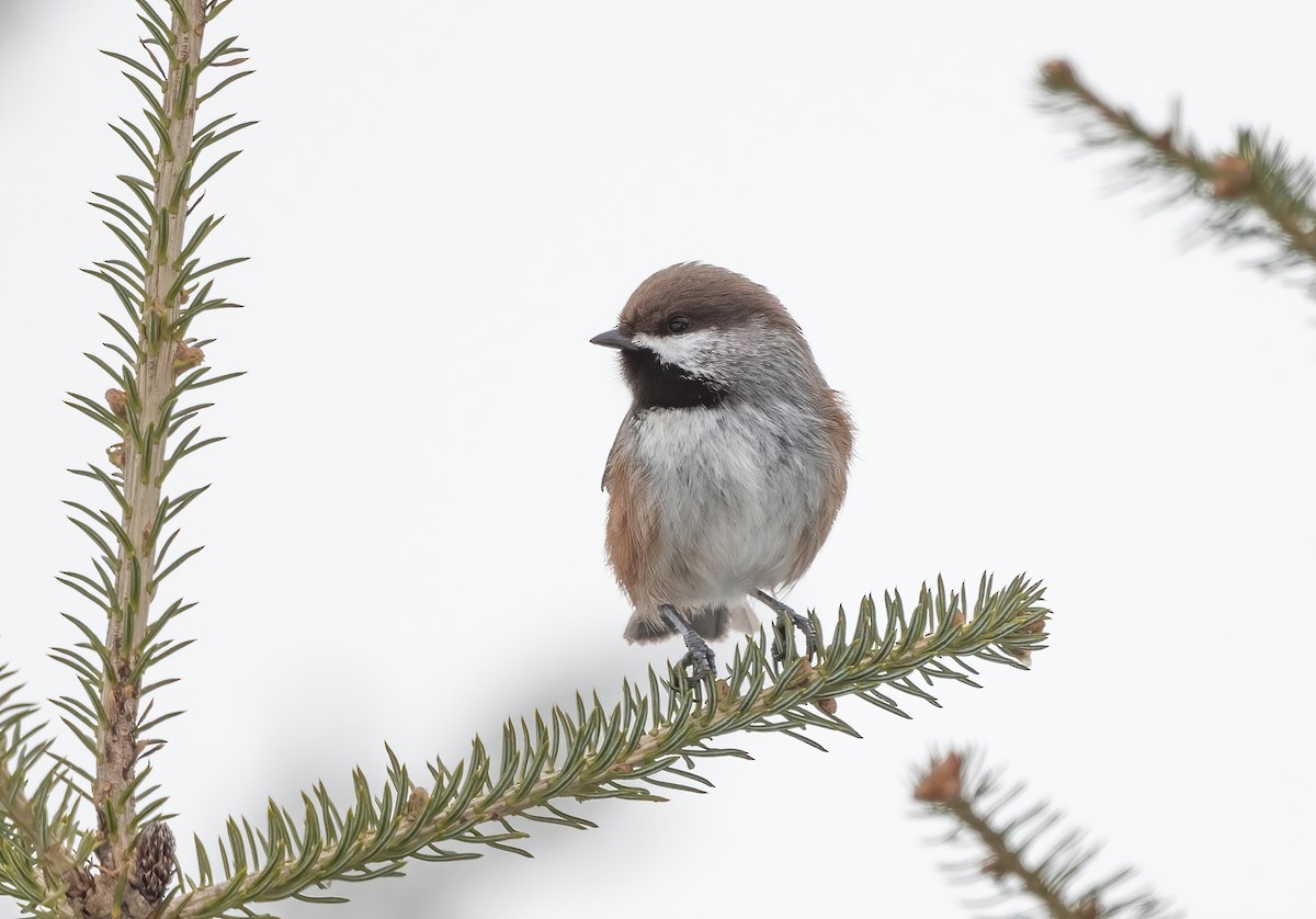 Boreal Chickadee - Annie Lavoie