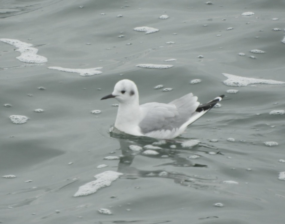 Bonaparte's Gull - ML614056365