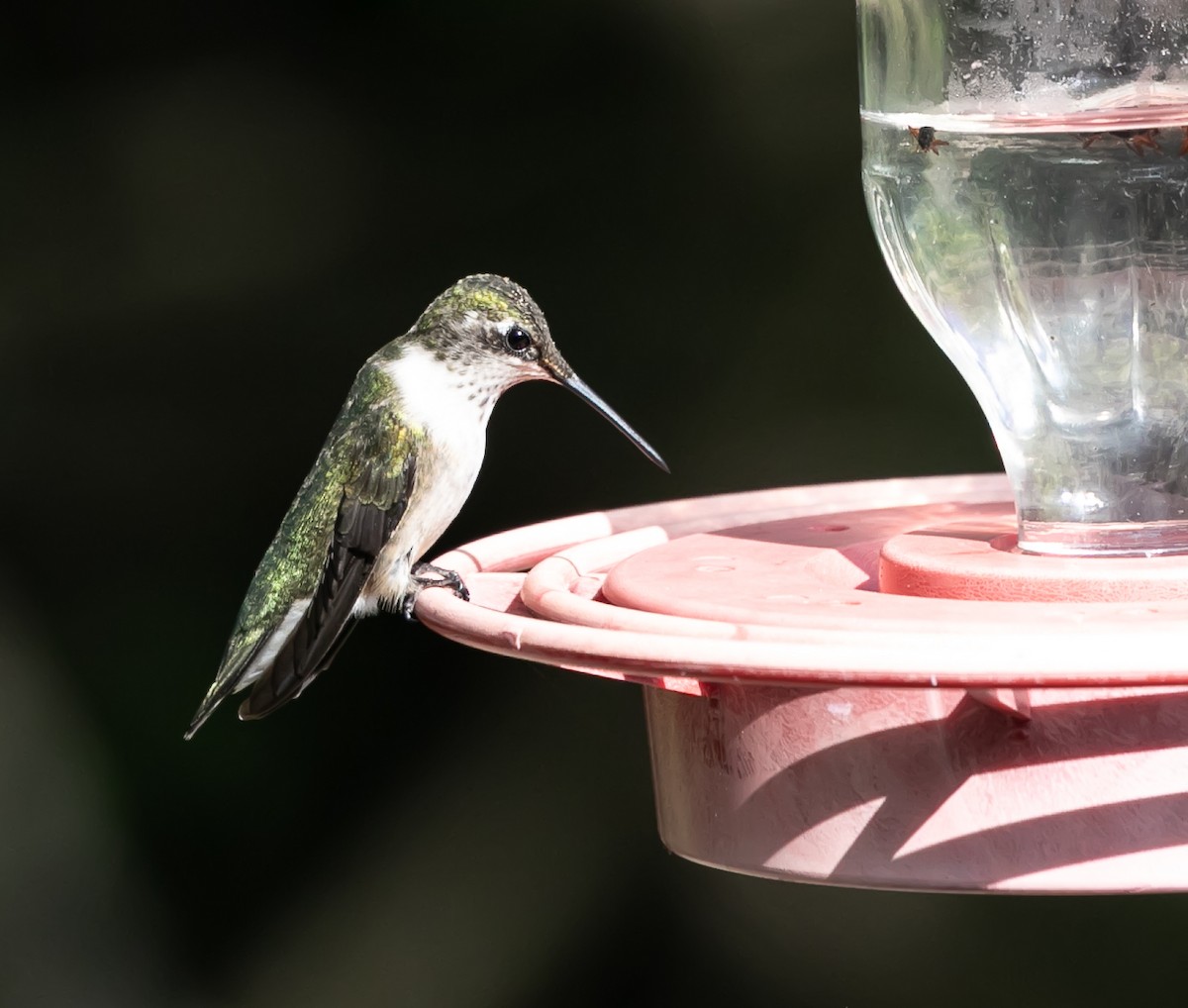 Black-chinned Hummingbird - ML614056504