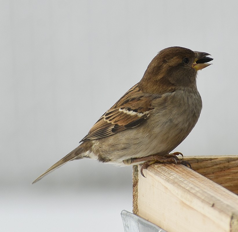House Sparrow - Regis Fortin