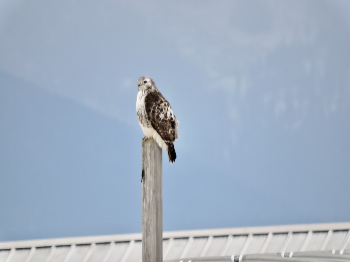 Red-tailed Hawk (Harlan's) - ML614056634