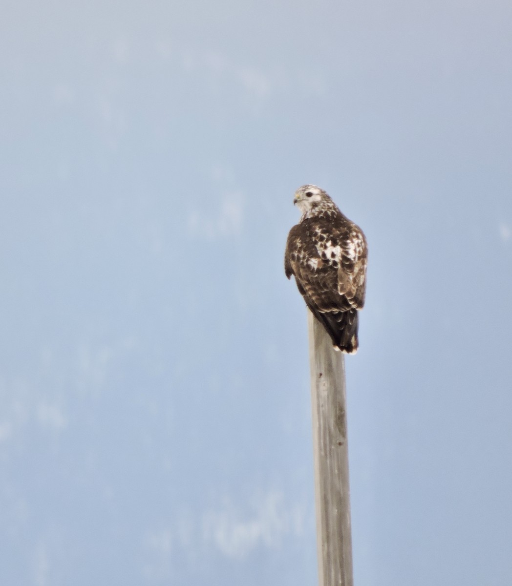 Red-tailed Hawk (Harlan's) - ML614056635