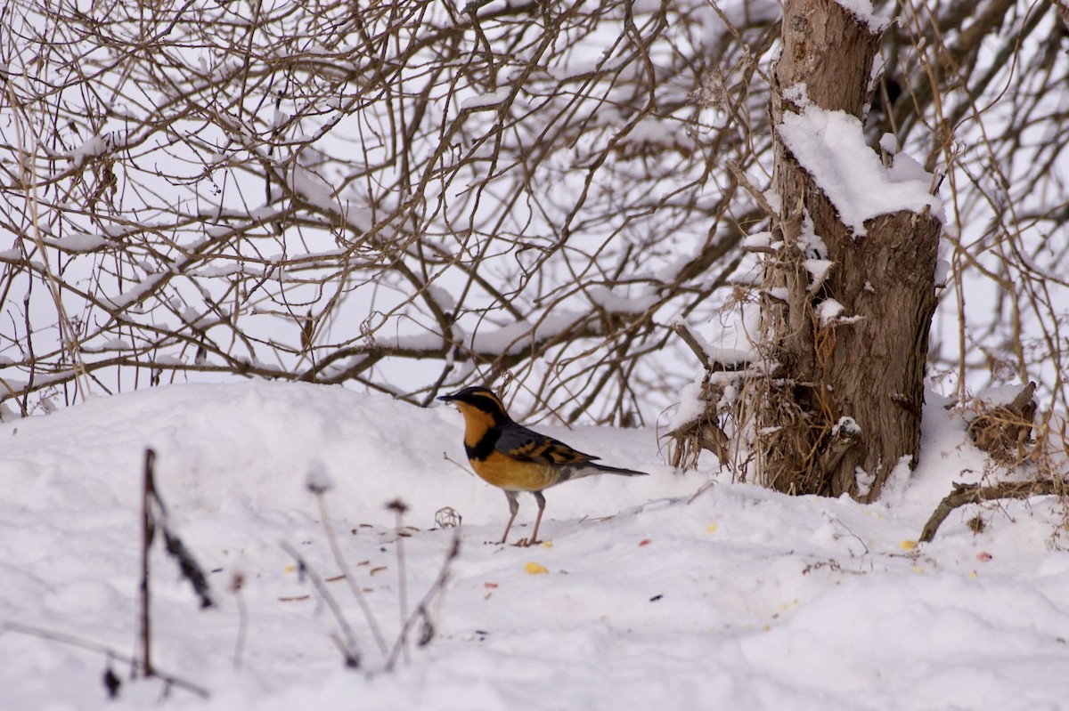 Varied Thrush - ML614056698