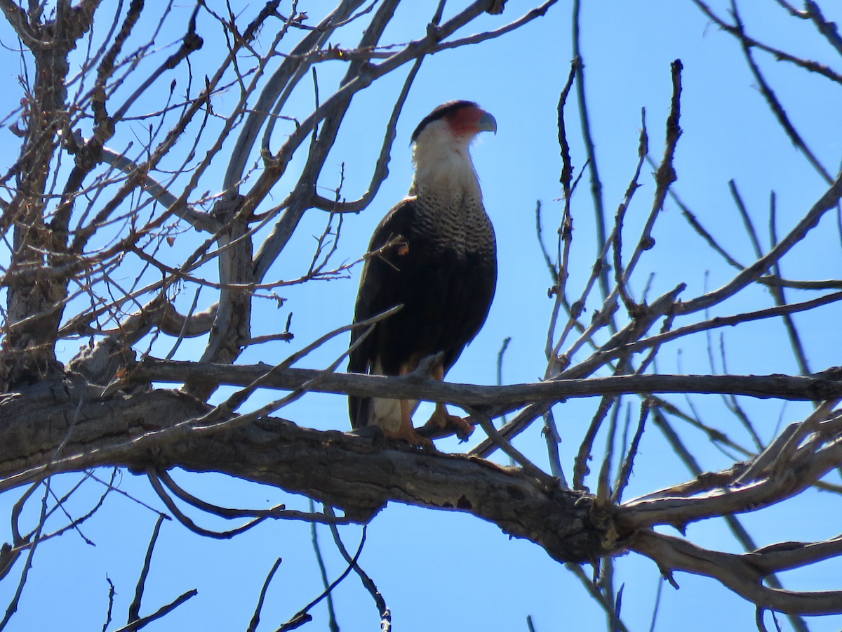 Crested Caracara (Northern) - ML614056706