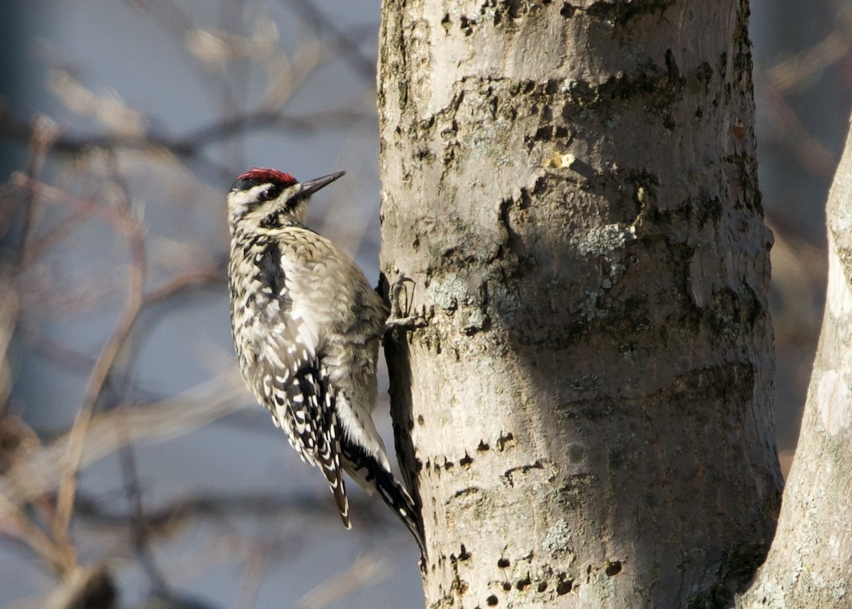 Yellow-bellied Sapsucker - ML614056708