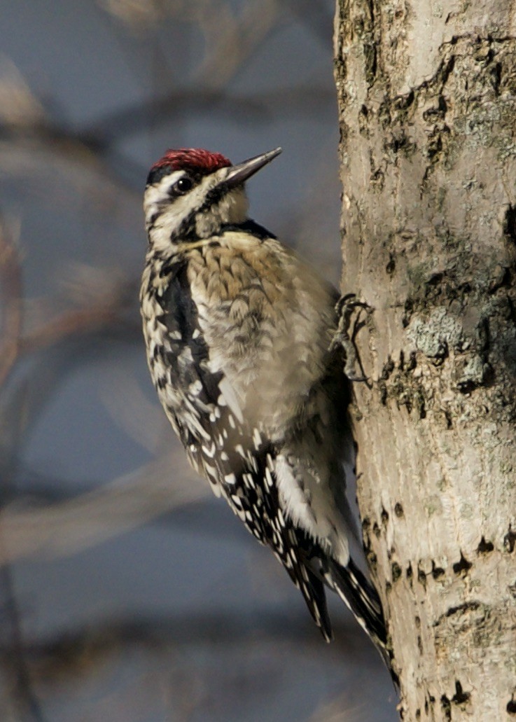 Yellow-bellied Sapsucker - ML614056709