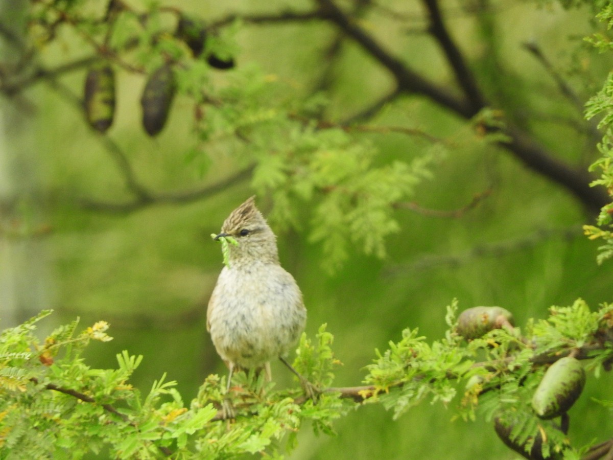 Tufted Tit-Spinetail - ML614056719