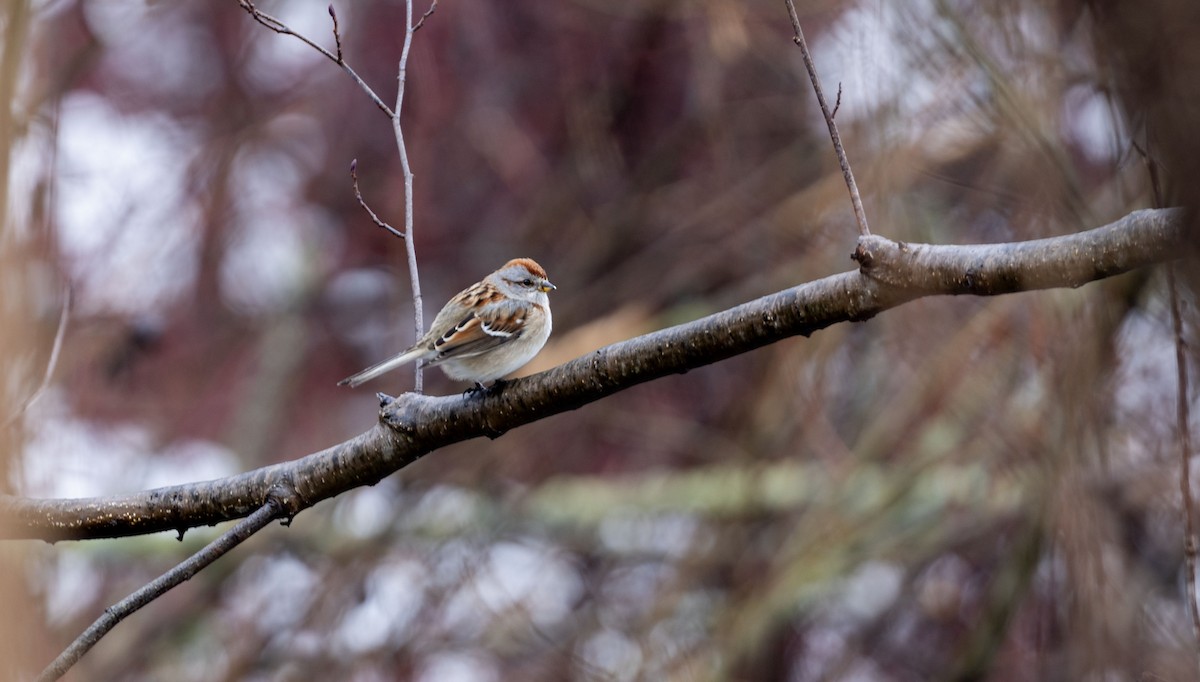 American Tree Sparrow - Lonny Garris