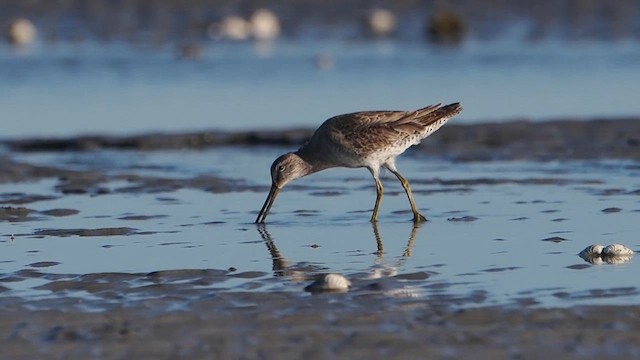 Short-billed Dowitcher - ML614056743