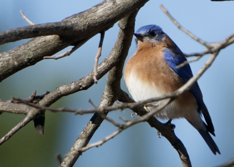Eastern Bluebird - ML614056744