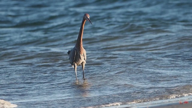 Reddish Egret - ML614056767