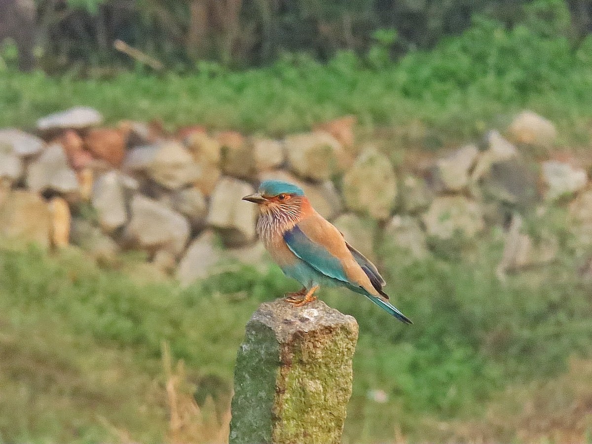 Indian Roller - ML614056776