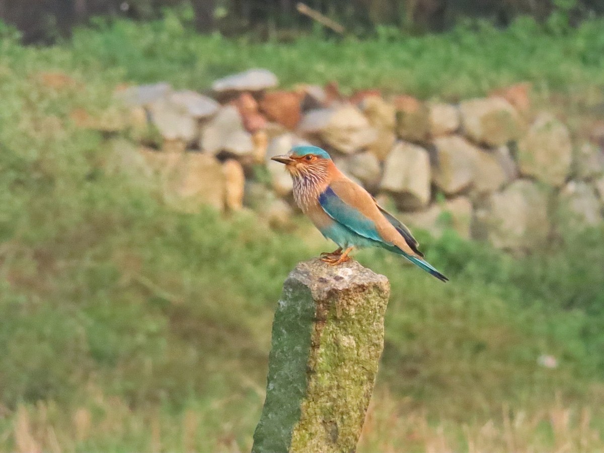 Indian Roller - ML614056777