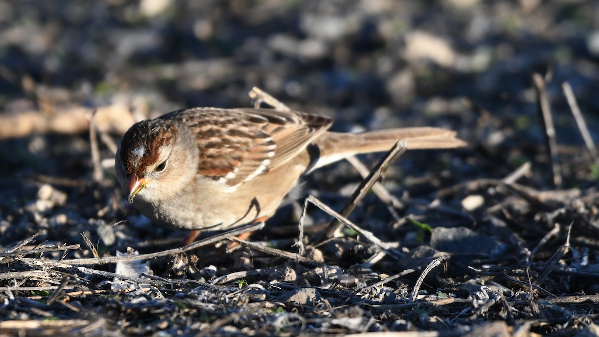 White-crowned Sparrow - ML614056779
