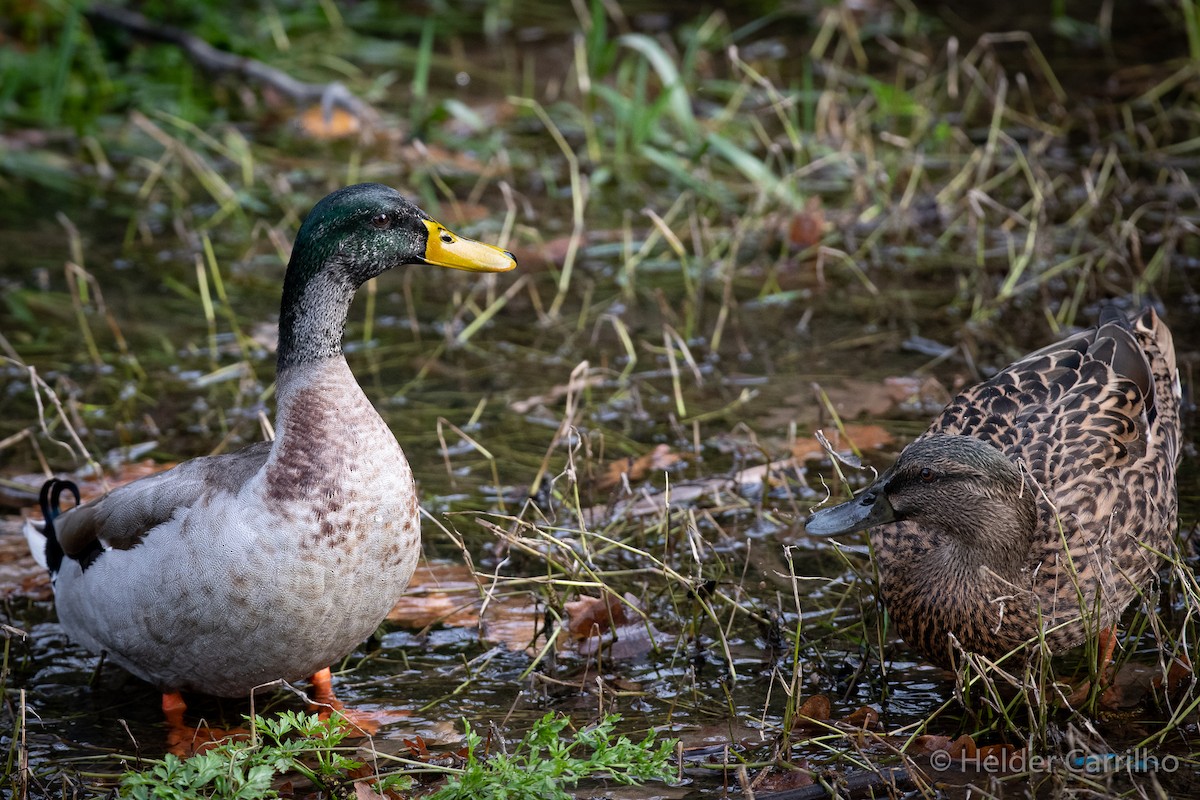 Mallard - Hélder Carrilho