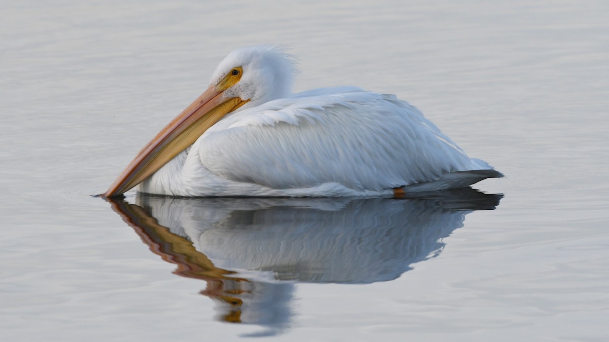 American White Pelican - ML614056835