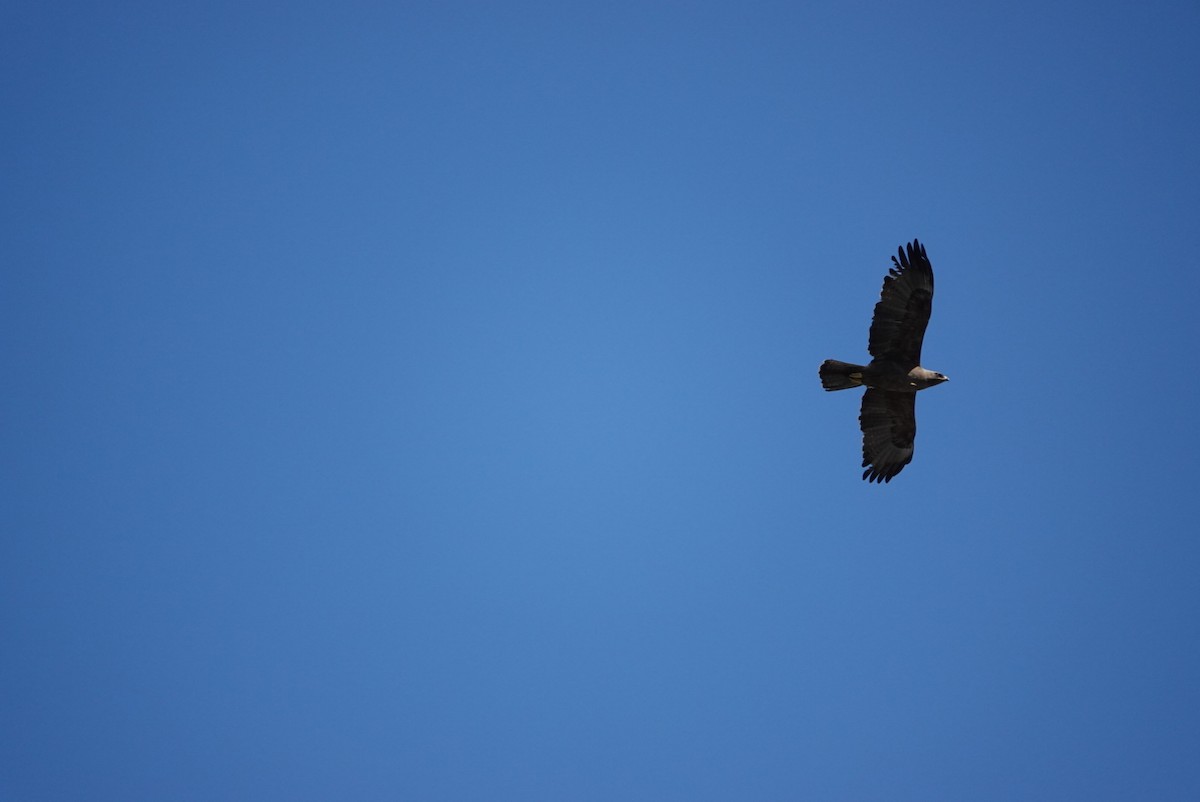 Águila de Wahlberg - ML614056888