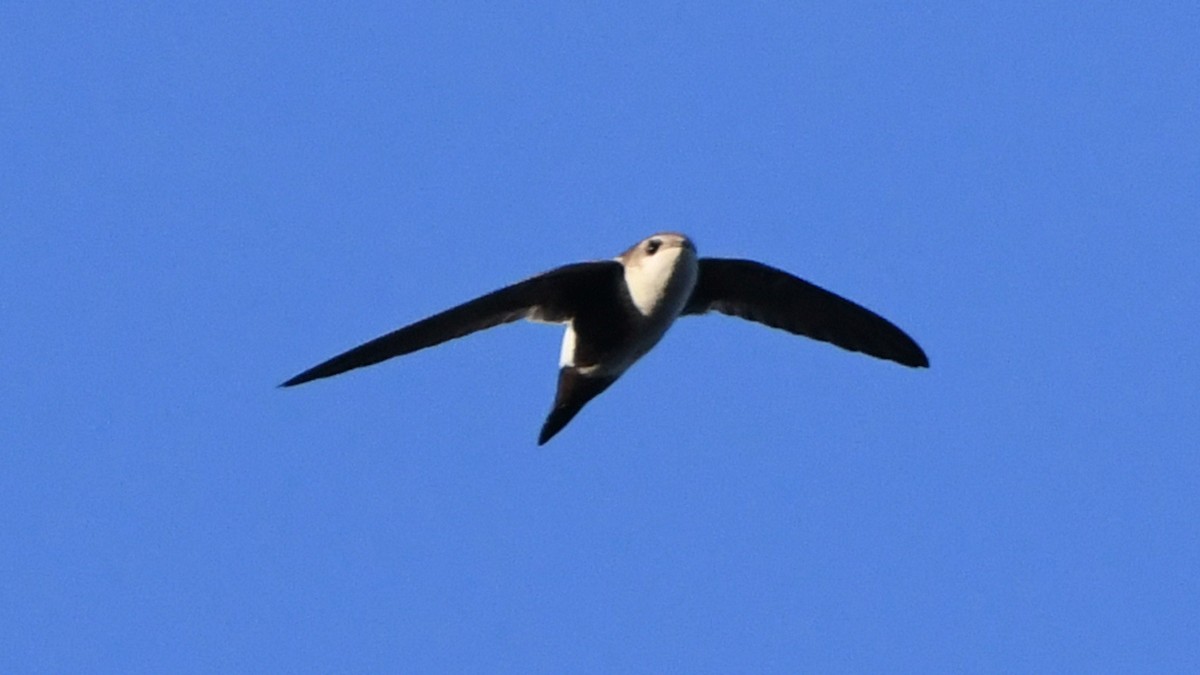 White-throated Swift - Robert Scrimger