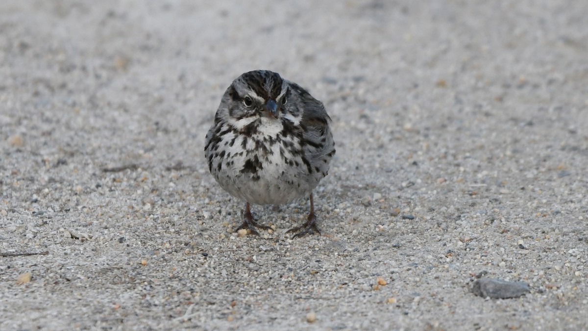 Song Sparrow - Robert Scrimger