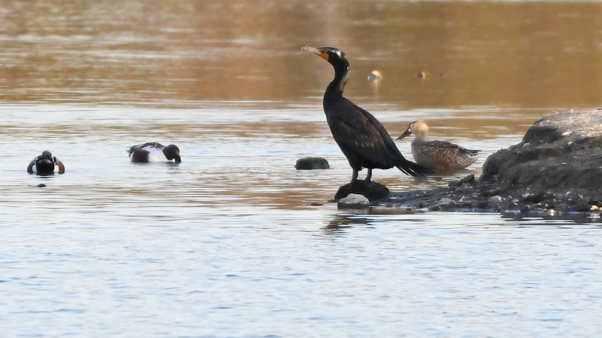 Double-crested Cormorant - Robert Scrimger