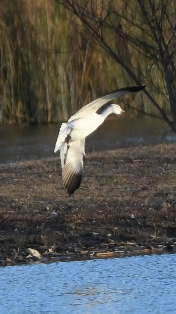 Snow Goose - Robert Scrimger