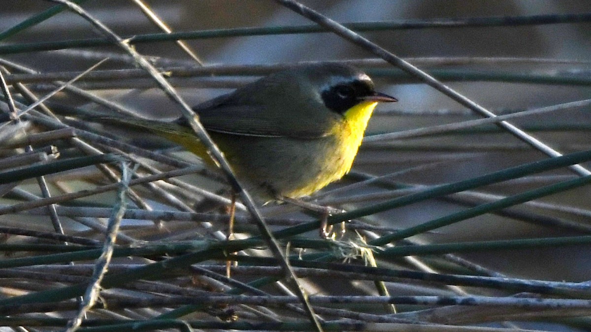 Common Yellowthroat - Robert Scrimger