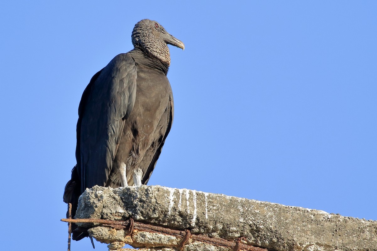 Black Vulture - ML614056961