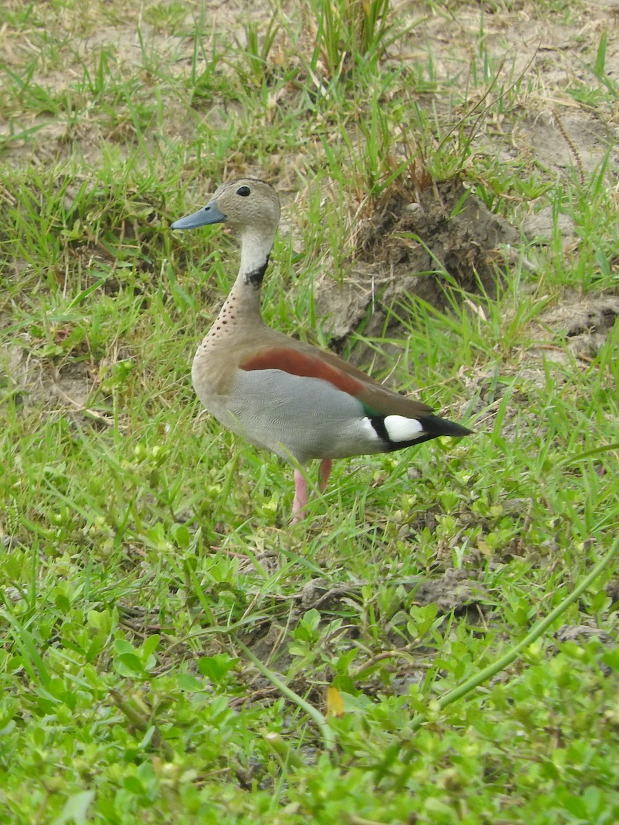 Ringed Teal - ML614056986