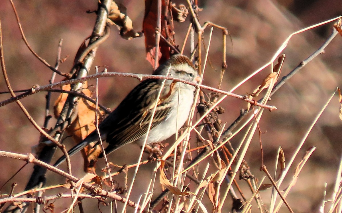 Chipping Sparrow - ML614057055