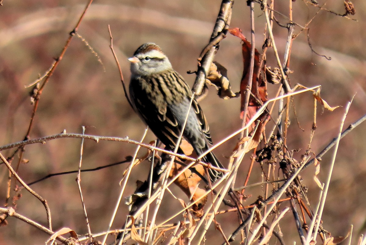 Chipping Sparrow - ML614057056